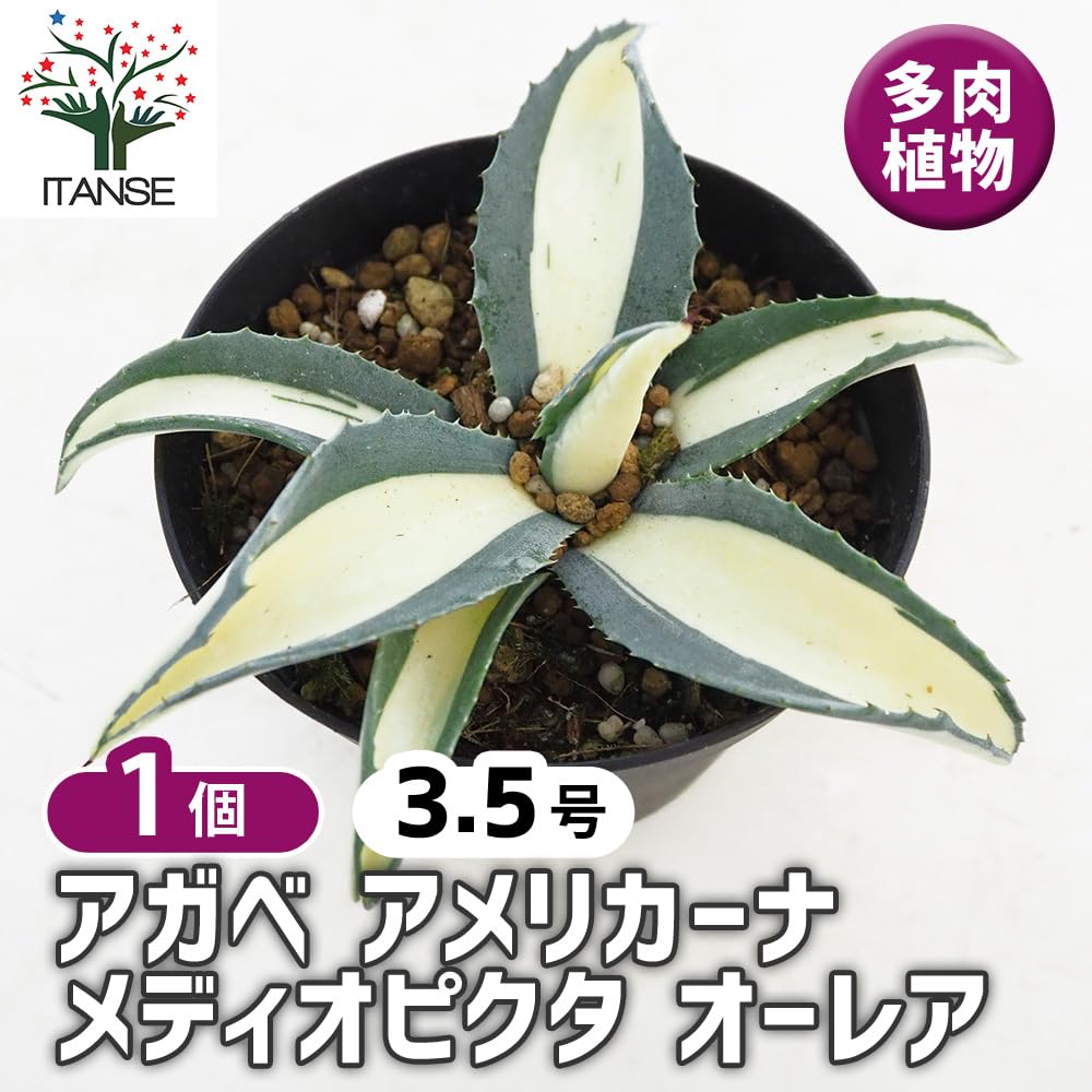 Amazon.co.jp: ITANSE アガベ アメリカーナ メディオピクタ